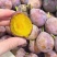 伽师西梅