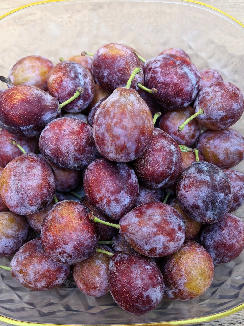 伽师西梅