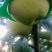 山西省运城市盐湖区龙居镇丹霞红梨上市