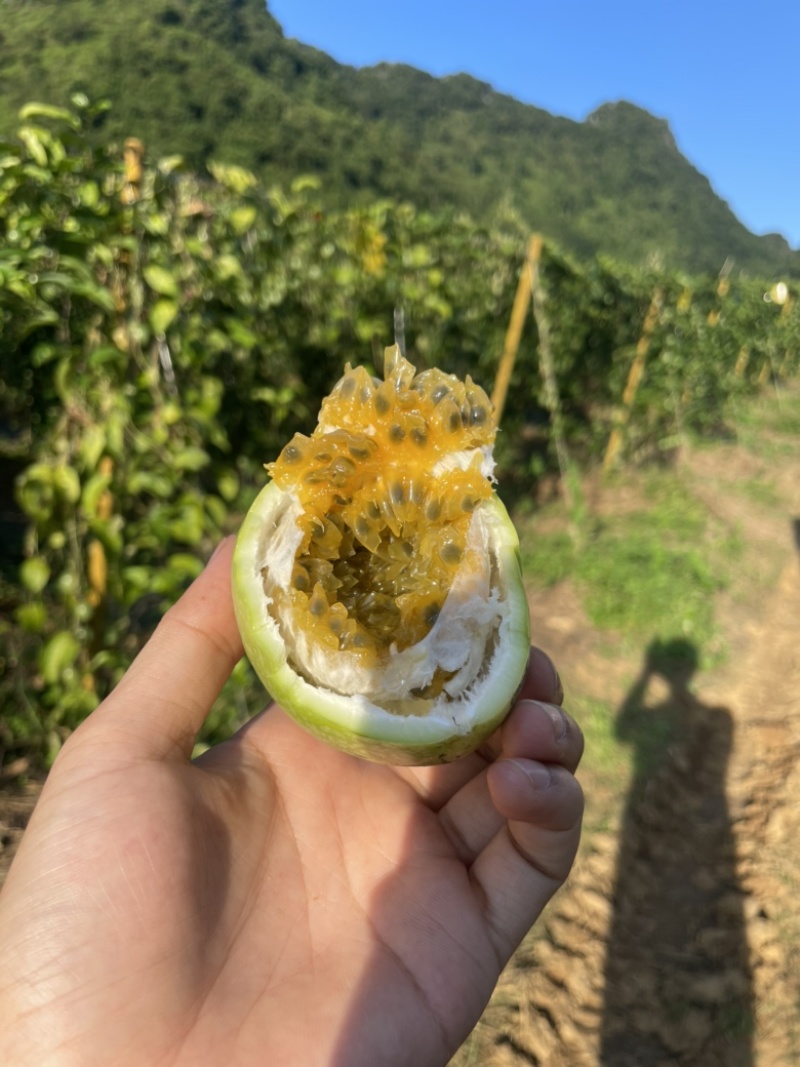钦蜜九号百香果，价格优势，一件代发，自家果园