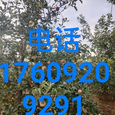 嘎啦美八