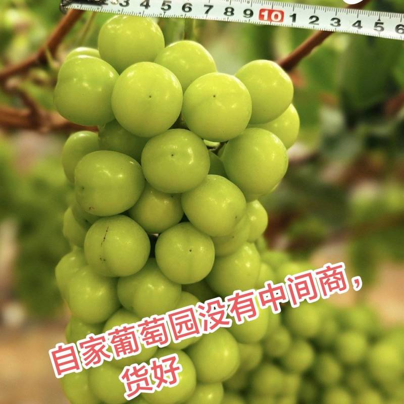离成都市区*近的阳光玫瑰自家基地40亩，天府新区白沙镇。