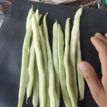 菏泽市成武县白不老芸豆一手货源产地直发量大☎️联系