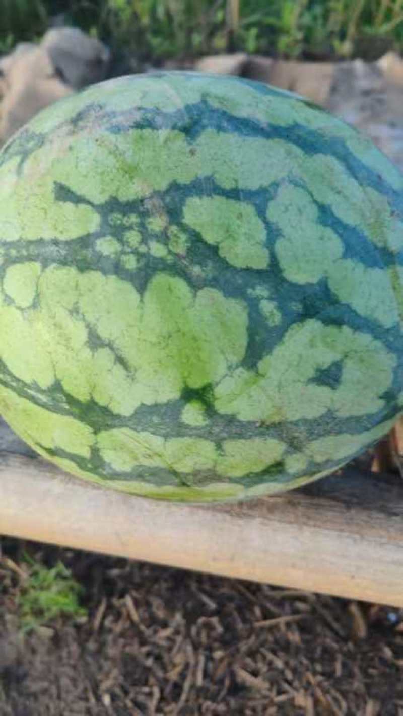 美都西瓜，露天西瓜大量有货欢迎新老客户选购，