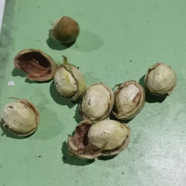 鲜榛子