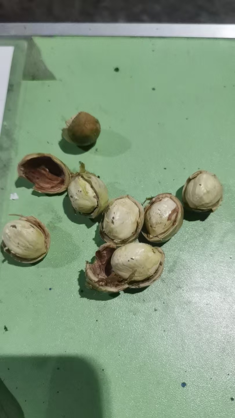 鲜榛子