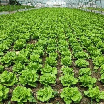 上海奉贤意大利生菜