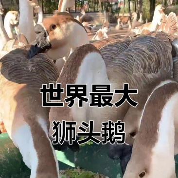 【热卖】纯种马冈鹅苗疫苗齐全孵化场直销全国可发货