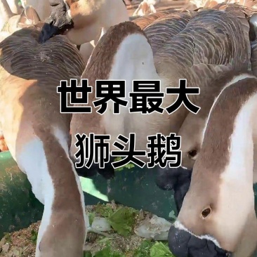 【热卖】特大种狮头鹅苗大品种厂家直销包打疫苗可回收