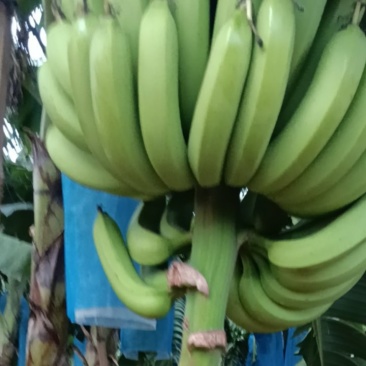 香蕉联系电话***********