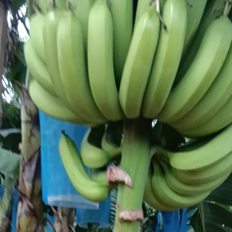 香蕉联系电话***********