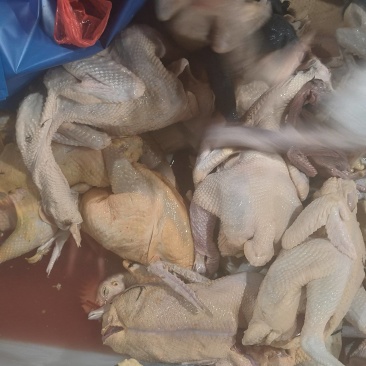 破鸡处理常年接食堂