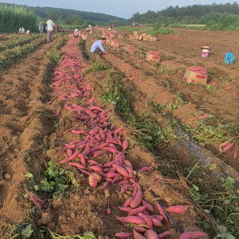 安徽红薯精品西瓜红，烟薯25大量有货
