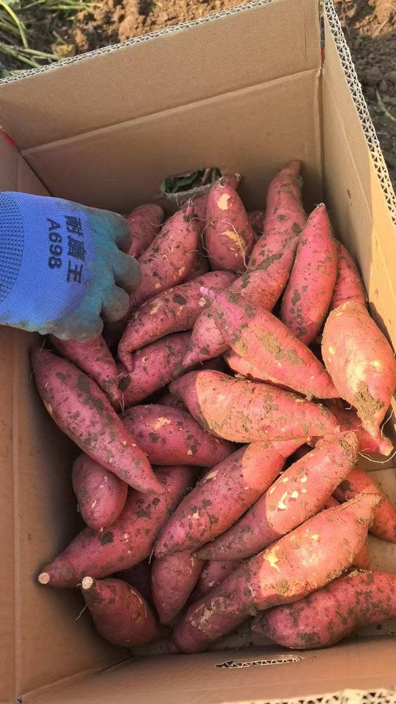安徽红薯精品西瓜红，烟薯25大量有货