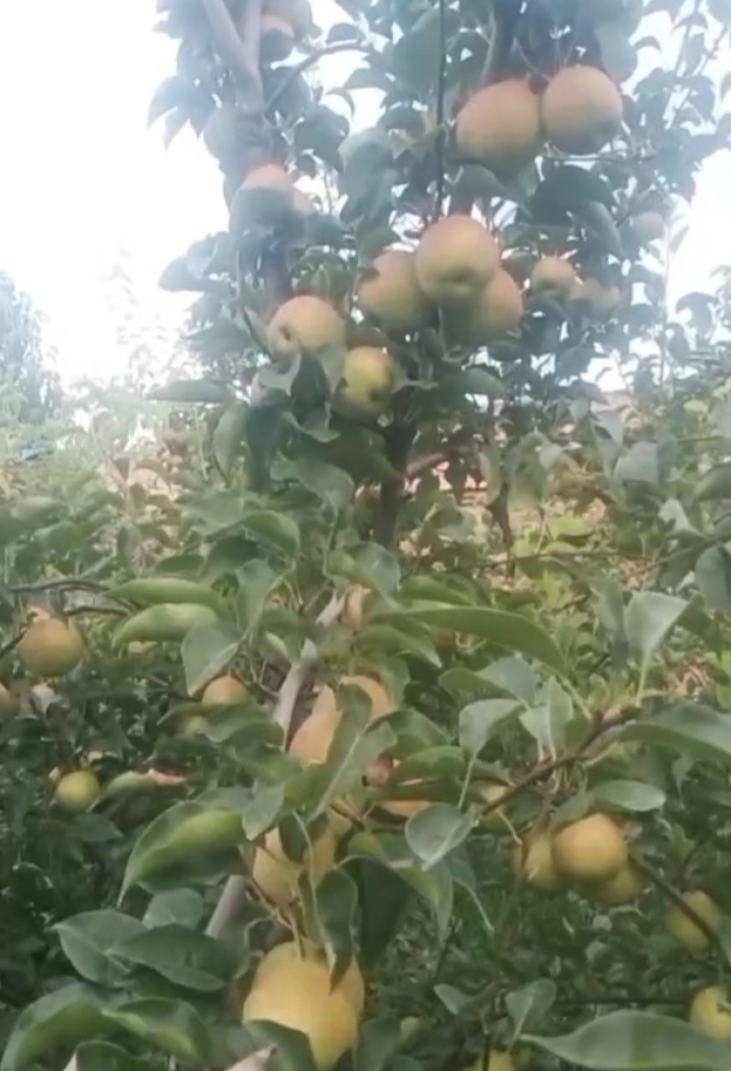 安徽精品梨丹霞红蜜梨（精品）货源充足价格实惠联系
