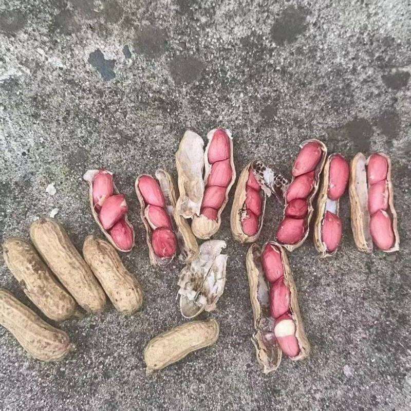 精品花生俩粒红，四粒红大量有货