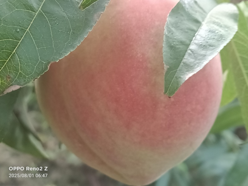 北京14号桃有买的开园了，欢迎来电咨询