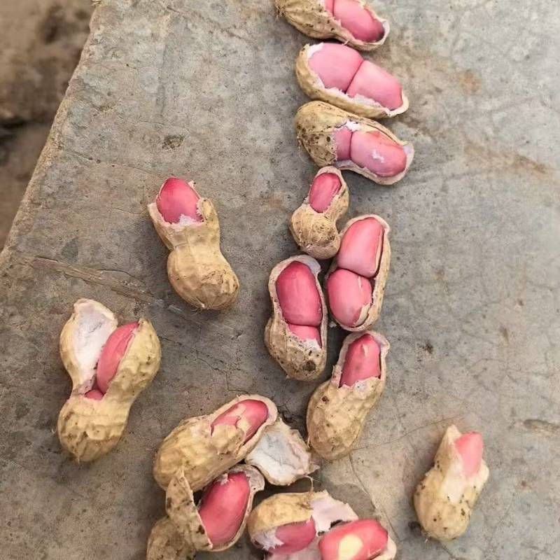 花生代言人，精品四粒红俩粒红小白沙大量有货支持验货