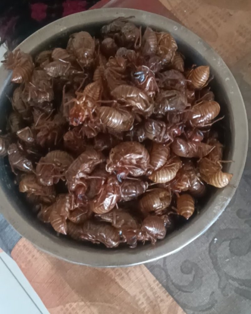 正宗无杂质蝉蜕源头厂家直销品质有保证