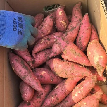 《精品红薯》皖北一级沙土地丘陵地带专业种植产地规模大