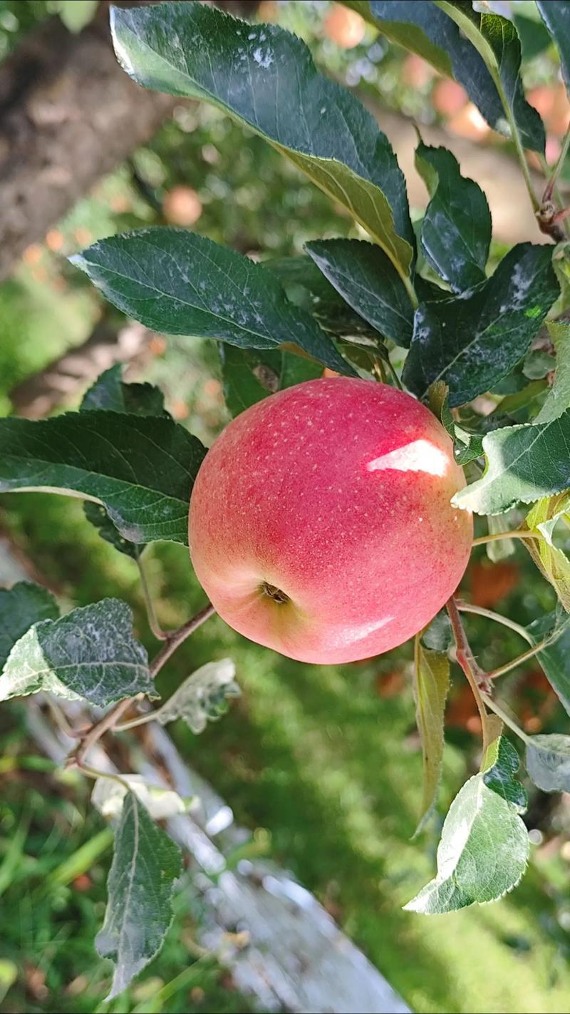 早熟苹果鲁丽苹果美八苹果红露苹果产地批发基地