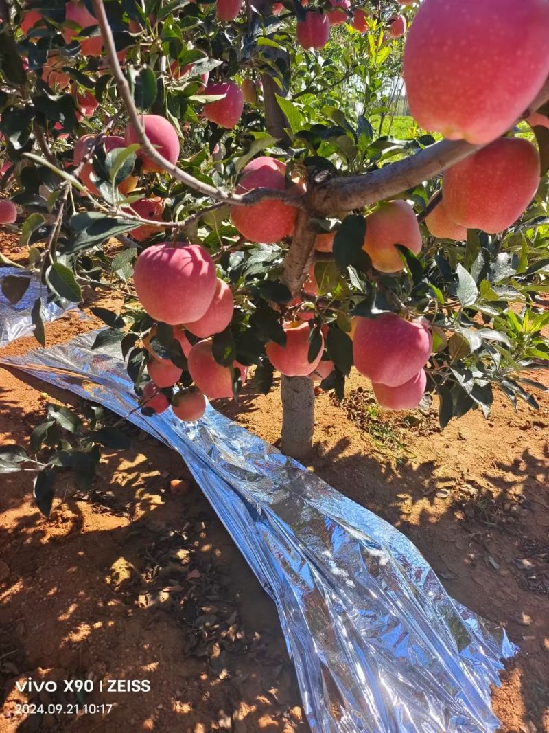 早熟苹果鲁丽苹果美八苹果红露苹果产地批发基地