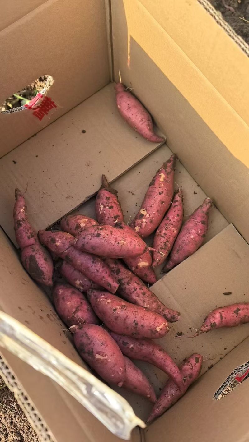 《精品红薯》皖北一级沙土地丘陵地带专业种植产地规模大