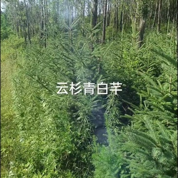云杉