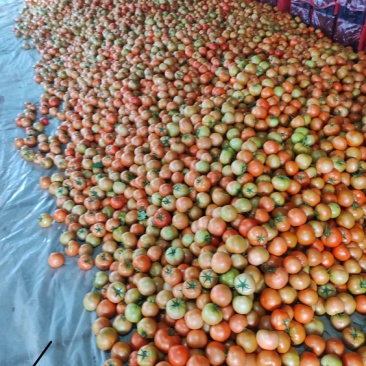 大红番茄，基地直发，价格优惠