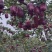 花牛苹果，香甜可口