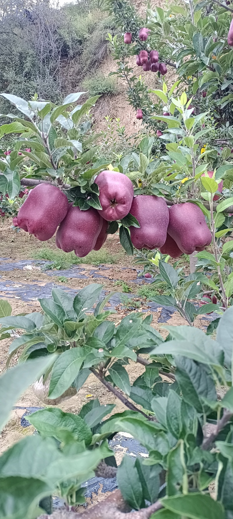 花牛苹果，香甜可口