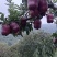花牛苹果，香甜可口