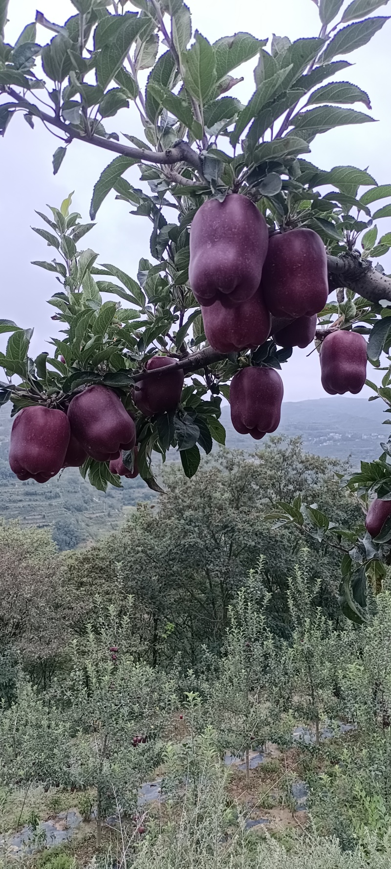 花牛苹果，香甜可口