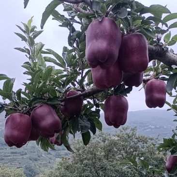 花牛苹果，香甜可口