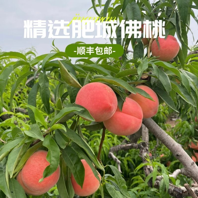 泰安省肥城市肥桃