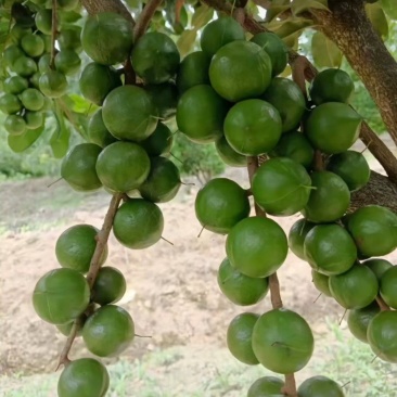 夏威夷果