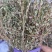 地锦草，2025新货，自然晒干，颜色靓丽，人工挑选杂草。