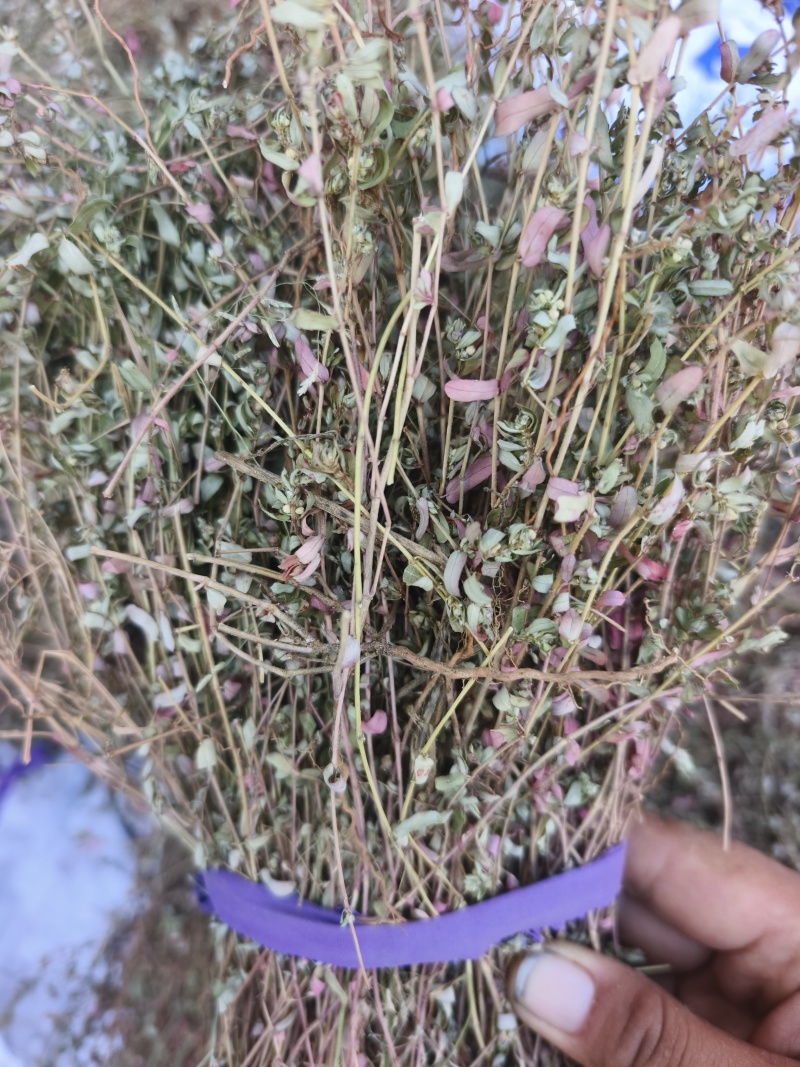 地锦草，2025新货，自然晒干，颜色靓丽，人工挑选杂草。