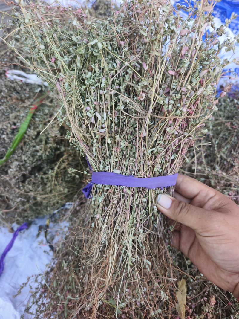 地锦草，2025新货，自然晒干，颜色靓丽，人工挑选杂草。