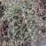 地锦草，2025新货，自然晒干，颜色靓丽，人工挑选杂草。