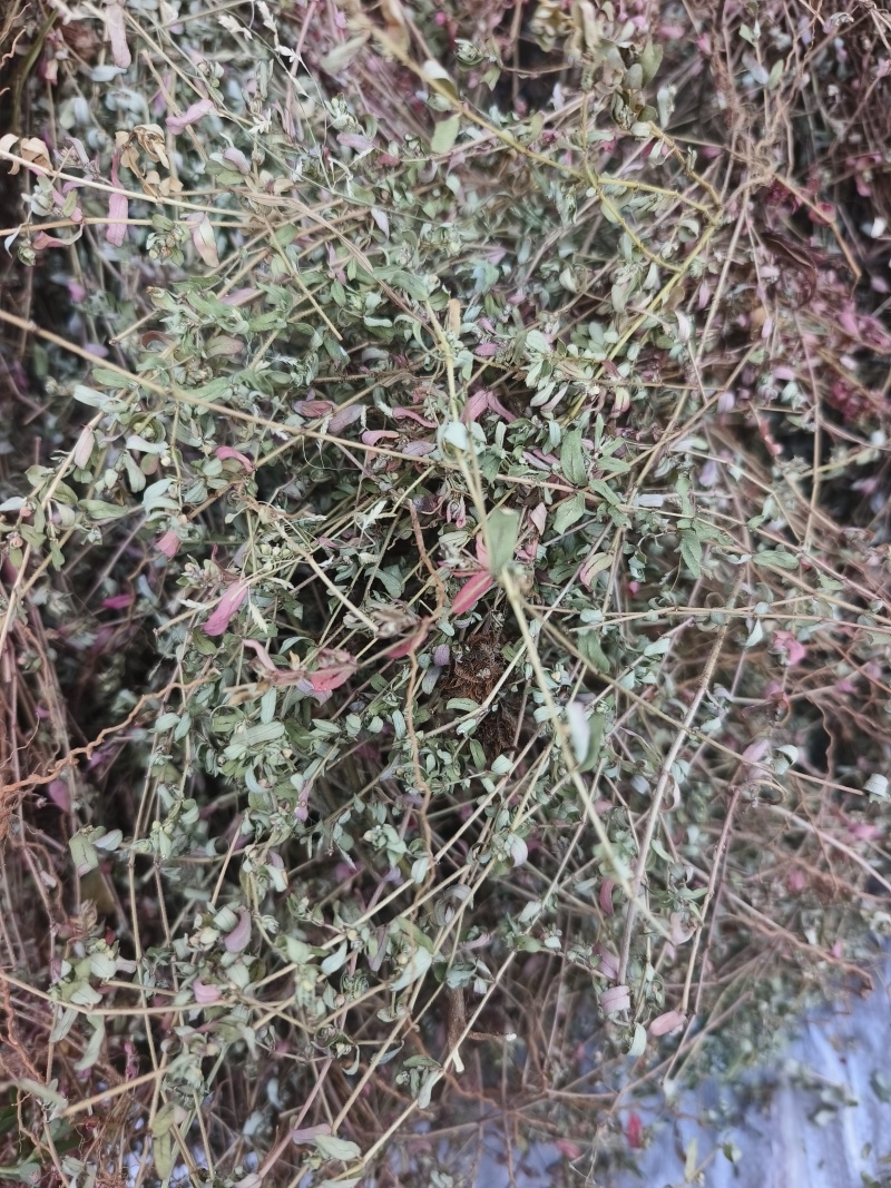 地锦草，2025新货，自然晒干，颜色靓丽，人工挑选杂草。