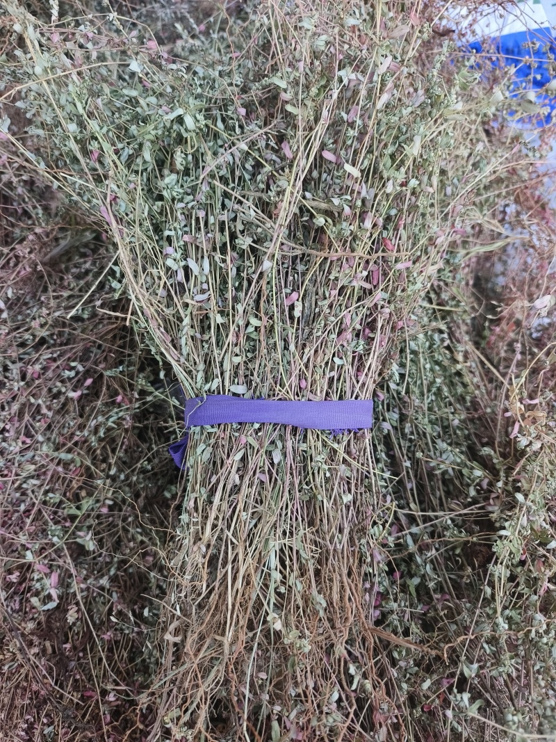 地锦草，2025新货，自然晒干，颜色靓丽，人工挑选杂草。