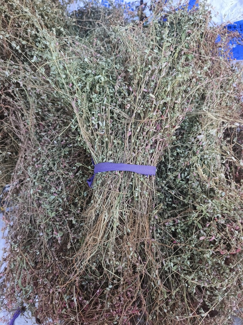 地锦草，2025新货，自然晒干，颜色靓丽，人工挑选杂草。