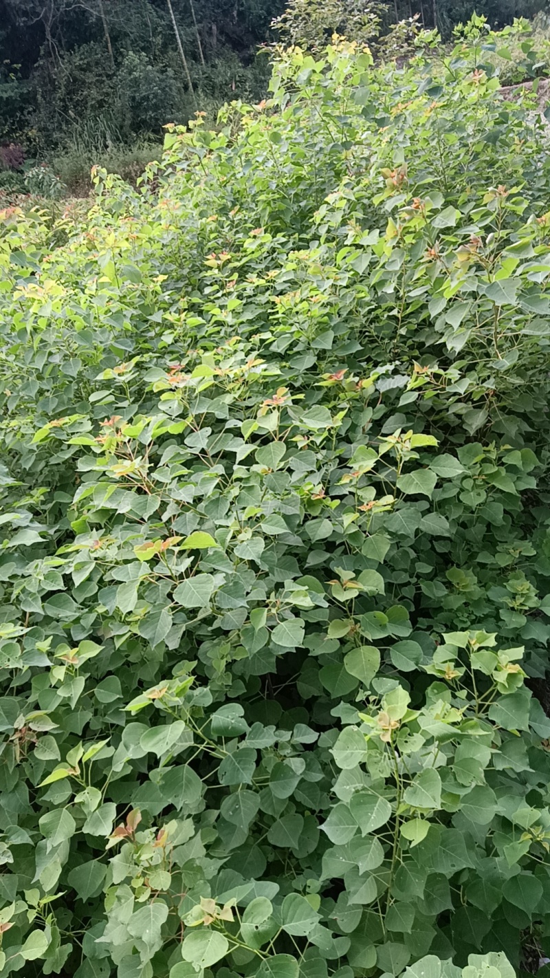 江西乌桕杯苗品质保证常年供应优质好苗对接全国