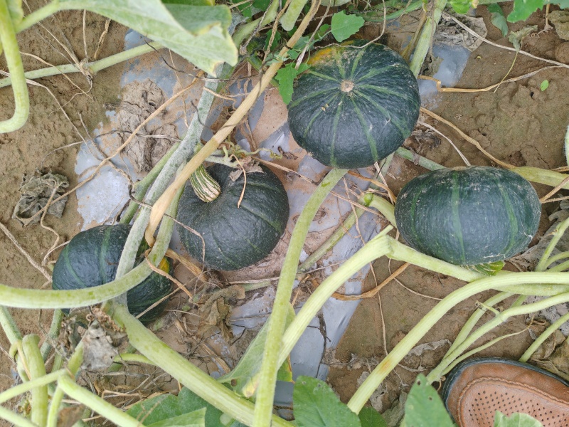 贝贝南瓜25年8月