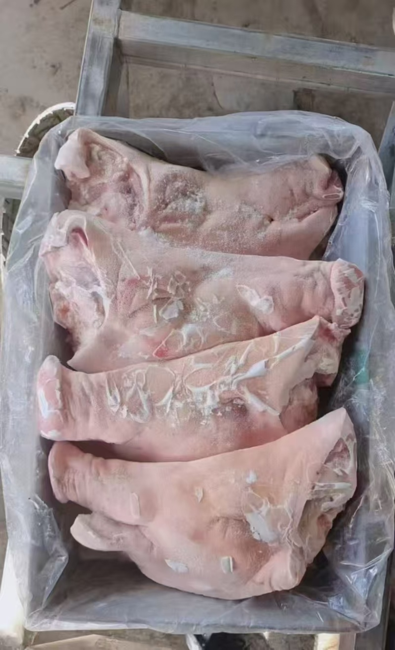 生猪头