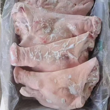 生猪头