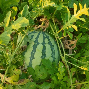 精品二茬美都
