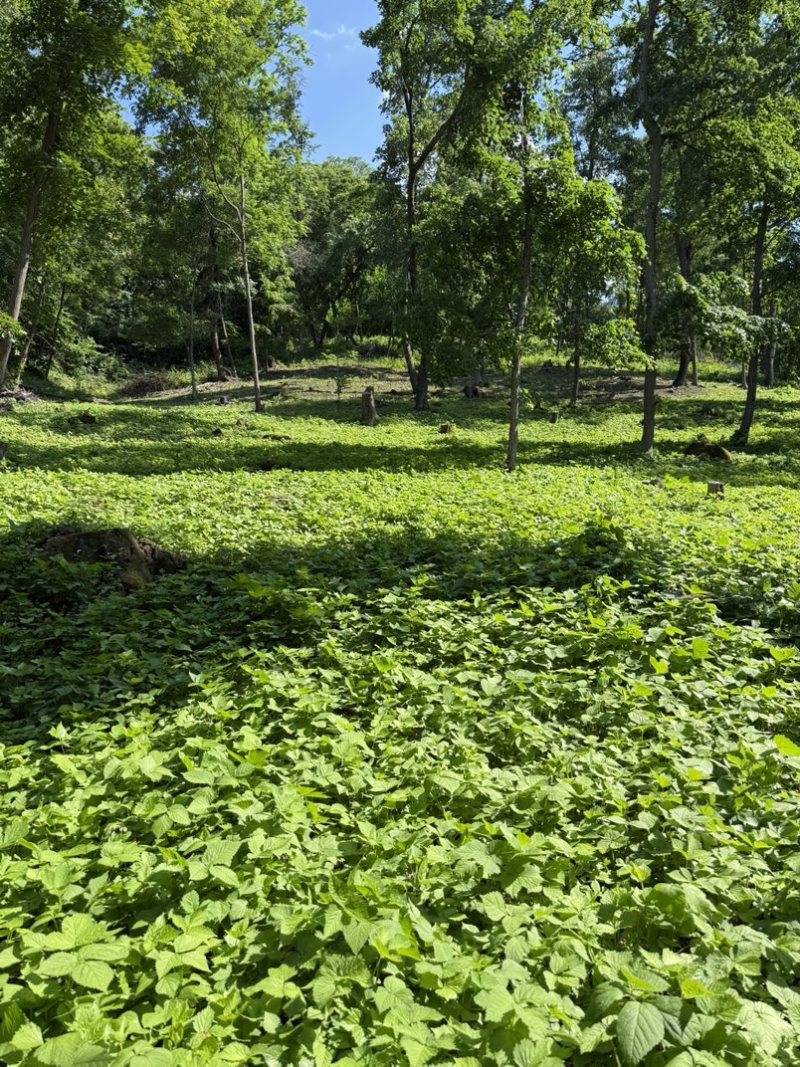 东北红杆大叶芹山野菜产地直发质量保证现买现拔