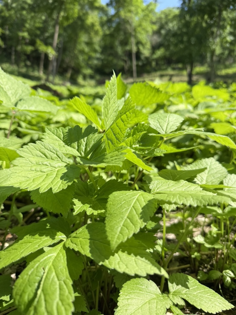 东北红杆大叶芹山野菜产地直发质量保证现买现拔